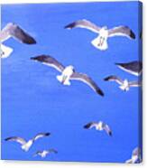 Seagulls Overhead Canvas Print