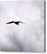 Seagull's Sky 2 Canvas Print