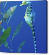 Seahorse Canvas Print