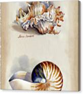 Seashells Murex And Nautilus Canvas Print