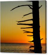Seaside Tree Branch Sunset 2 Canvas Print
