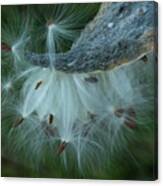 Seeds Of Hope Canvas Print