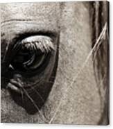 Stillness In The Eye Of A Horse Canvas Print
