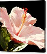 Seminole Pink Hibiscus Canvas Print