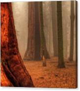 Sequoias Touching The Clouds Canvas Print