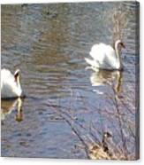 Serene Swans Canvas Print