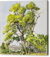 Shady Oak Tree Canvas Print