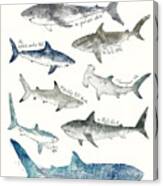 Sharks Canvas Print