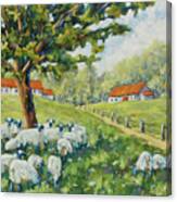 Sheep Huddled Under The Tree Farm Scene Canvas Print