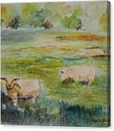 Sheep In Pasture Canvas Print