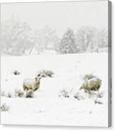 Sheep In The Snow Canvas Print