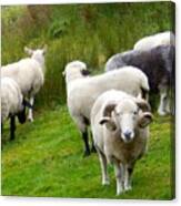 Sheep With Culed Horns Canvas Print
