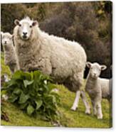 Sheep With Twin Lambs Stony Bay Canvas Print