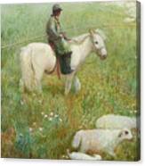 Sheepherder Canvas Print