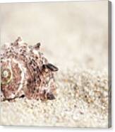 Shell And Sand Canvas Print
