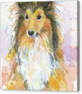 Sheltie Canvas Print