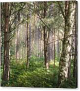 Sherwood Pines Forest Canvas Print