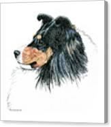 Shetland Sheepdog, Sheltie Tri Color Canvas Print Shetland Sheepdog, Sheltie Tri Color Canvas Print