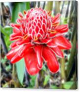 Shimmering Red Ginger Lily Canvas Print