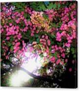 Morning Sun - Shower Tree Flowers Canvas Print