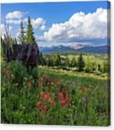 Shrine Ridge Alpine Wildflowers Surround A Dead Tree Stump Canvas Print