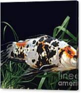 Shubunkin Goldfish Carassius Auratus Canvas Print