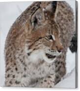 Siberian Lynx Kitten 7572 Canvas Print