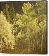 Side-lit Aspens - Autumn In Eastern Sierra California Canvas Print