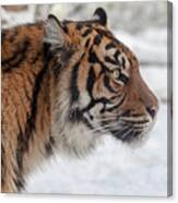 Side Portrait Of A Sumatran Tiger In The Snow Canvas Print