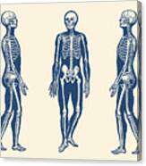 Side View Skeleton - Vintage Anatomy Print Canvas Print