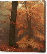 Silence In Misty Woods Canvas Print