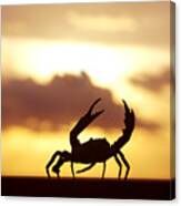 Silhouetted Crab Canvas Print