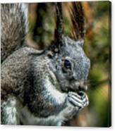 Silver Abert's Squirrel Close-up Canvas Print
