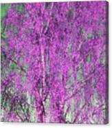 Silver Birch In Lilac Canvas Print