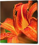 Simple Day Lily Canvas Print