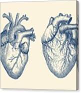 Simple Human Heart - Dual View - Vintage Anatomy Poster Canvas Print