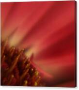 Simply Red Canvas Print