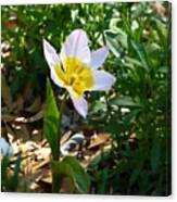 Single Flower - Simplify Series Canvas Print