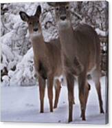 Sisters Canvas Print