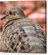 Sitting Pigeon Canvas Print