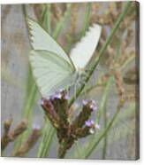 Sitting Pretty, Cabbage White Butterfly Canvas Print