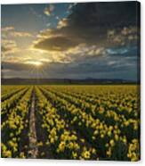 Skagit Daffodils Golden Sunstar Evening Canvas Print