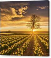 Skagit Valley Daffodils Sunset Canvas Print