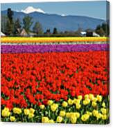 Skagit Valley Tulip Fields Canvas Print
