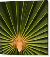Skc 9959 Palm Spread Canvas Print