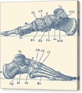 Skeletal Foot Diagram - Dual View - Anatomy Print Canvas Print