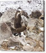 Skua Attacking Adelie Penguin Rookery Canvas Print