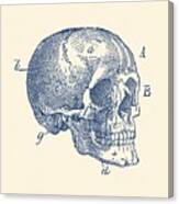 Skull Diagram - Vintage Anatomy Poster Canvas Print