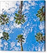 Skyward Palms Canvas Print