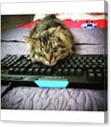 Sleepin' On The Keyboard 'cause Its Canvas Print